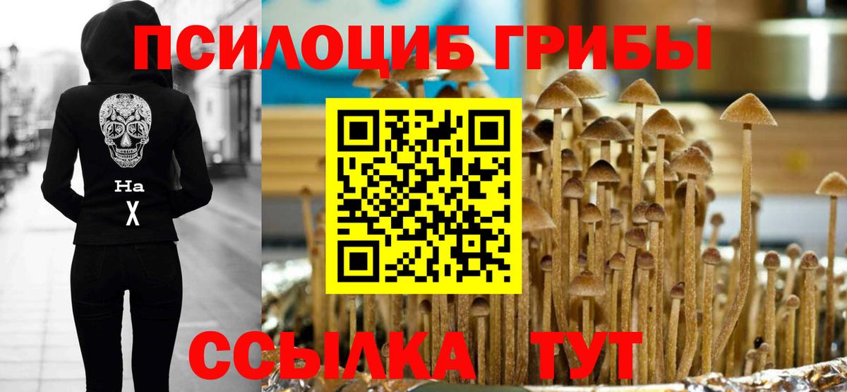 магазин    Вход с VPN  Курск  Псилоцибиновые грибы Psilocybine cubensis 